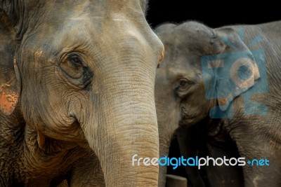 Thai Elephant Stock Photo