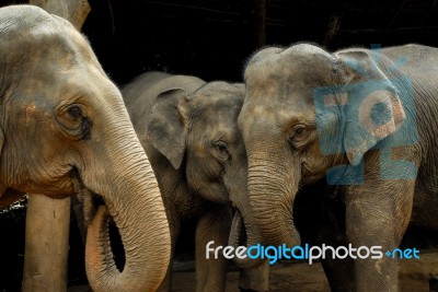 Thai Elephant Stock Photo