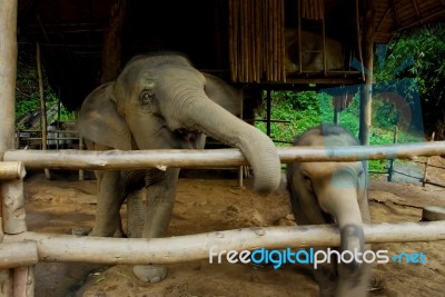 Thai Elephant Stock Photo