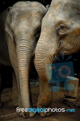 Thai Elephant Stock Photo