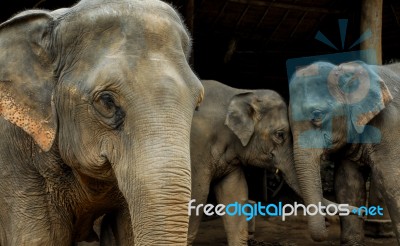 Thai Elephant Stock Photo