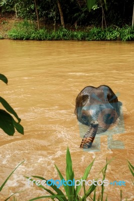 Thai Elephant Stock Photo