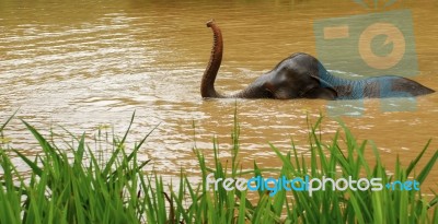 Thai Elephant Stock Photo