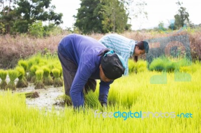 Thai Farmer Working In Rice Field Stock Photo