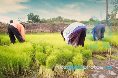 Thai Farmer Working In Rice Field Stock Photo