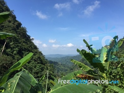 Thai Forest Stock Photo