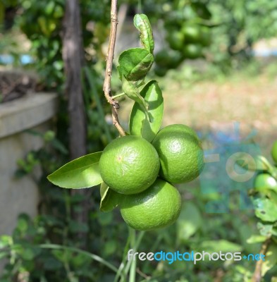 Thai Green Lemon Tree Stock Photo