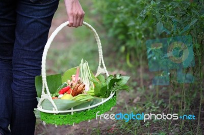 Thai Herbs In Basket Stock Photo