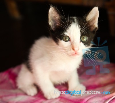 Thai Kitten Stock Photo