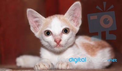 Thai Kitten Stock Photo