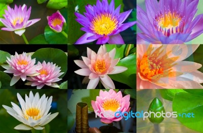 Thai Lotus Stock Photo