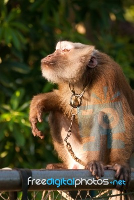 Thai Monkey Stock Photo