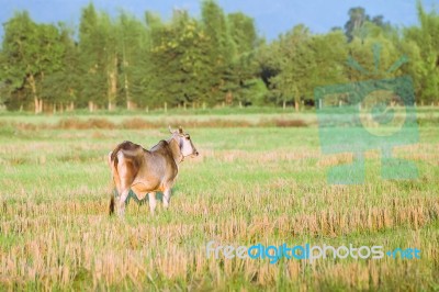 Thai Native Breed Cow On Grass Stock Photo