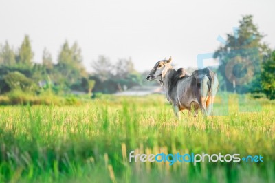 Thai Native Breed Cow On Grass Stock Photo