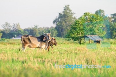 Thai Native Breed Cow On Grass Stock Photo