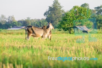 Thai Native Breed Cow On Grass Stock Photo