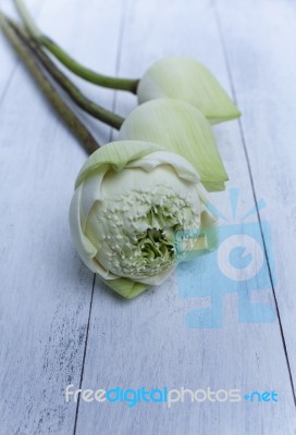 Thai White Lotus Stock Photo