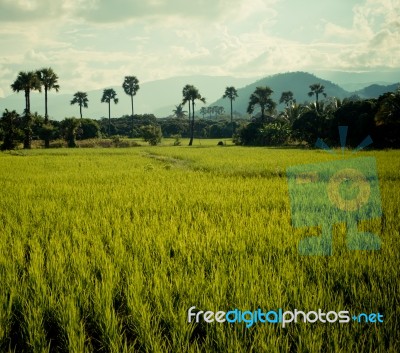 Thailand Rice Field Stock Photo