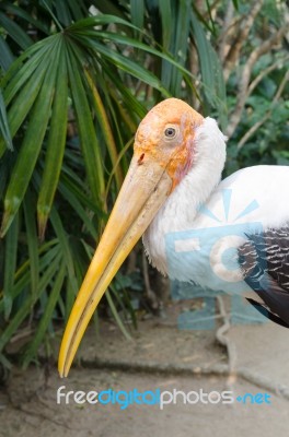 The Adult Endangered Milky Stork Stock Photo