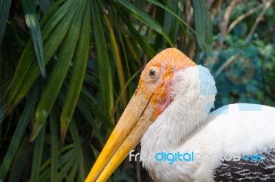 The Adult Endangered Milky Stork Stock Photo