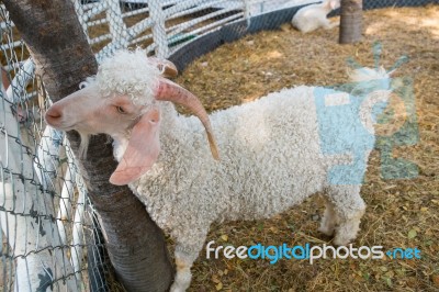 The Angora Goat Standing On Field. Abstract For No Freedom Stock Photo