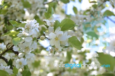 The Apple Trees Are Blooming Stock Photo