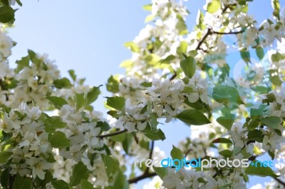 The Apple Trees Are Blooming Stock Photo