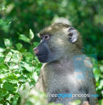 The Baboon Is Looking Somewhere Stock Photo