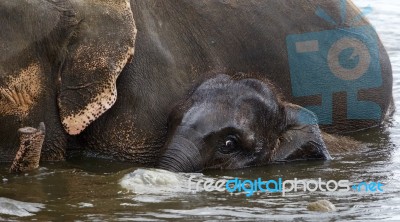 The Background With The Funny Cute Young Elephant And His Mom Stock Photo