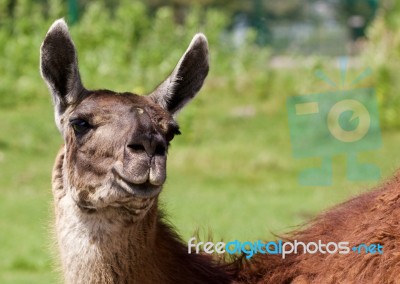 The Background With The Funny Llama Stock Photo