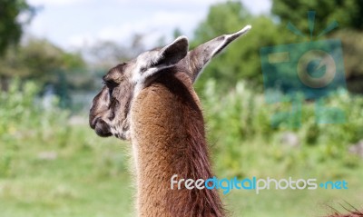 The Background With The Llama Looking Somewhere Stock Photo