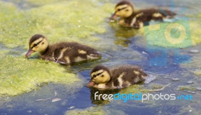 The Background With The Three Cute Young Ducks Stock Photo