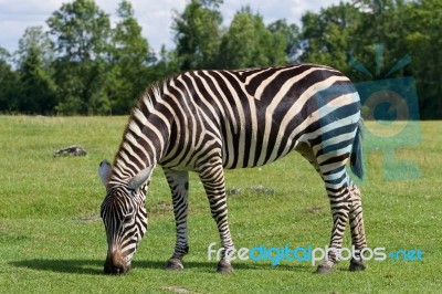 The Background With The Zebra Stock Photo