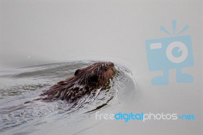 The Backgroung With The Swimming Beaver Stock Photo