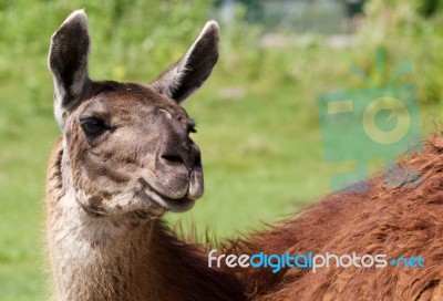 The Beautiful Background With A Lama Stock Photo