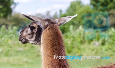 The Beautiful Close-up Of The Lama Looking Afield Stock Photo