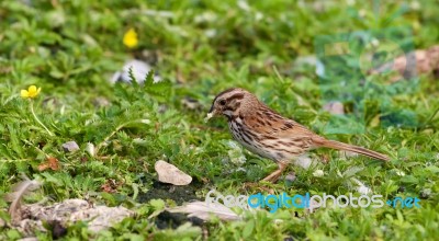 The Beautiful Close-up Of The Sparrow With The Food Stock Photo