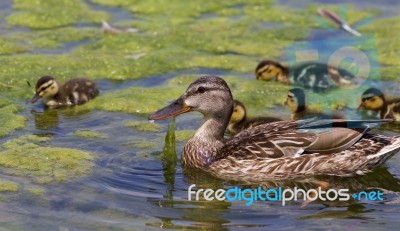 The Beautiful Family Of The Young Ducks Stock Photo