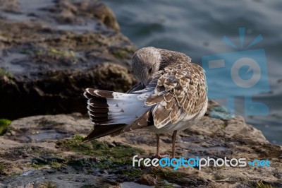 The Beautiful Gull Is Cleaning Her Feathers Stock Photo