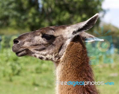 The Beautiful Portrait Of A Lama Stock Photo