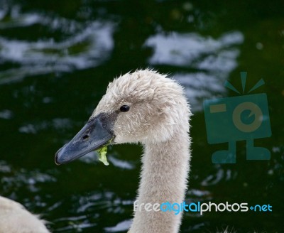 The Beautiful Portrait Of A Young Mute Swan Is Eating The Algae Stock Photo