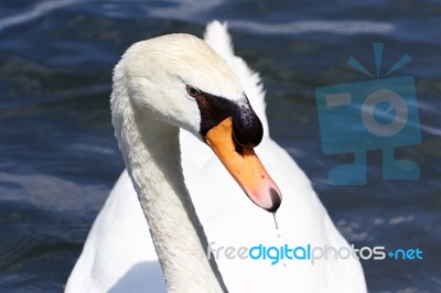 The Beautiful Portrait Of The Thoughtful Mute Swan Stock Photo