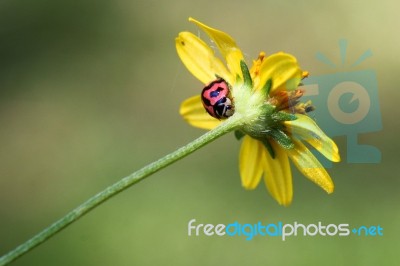 The Beauty Of Ladybug Stock Photo