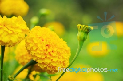 The Beauty Of Marigolds In Nature Stock Photo