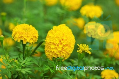 The Beauty Of Marigolds With Nature Stock Photo