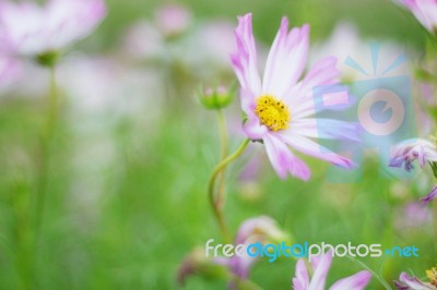 The Beauty Of Pink Cosmos Stock Photo