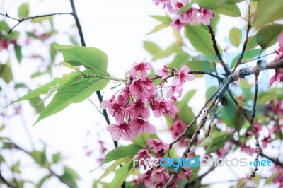 The Beauty Of Sakura Stock Photo