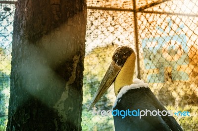 The Bird In A Zoo Stock Photo