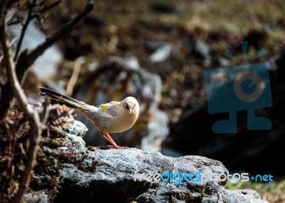 The Bird Perched On A Rock Stock Photo