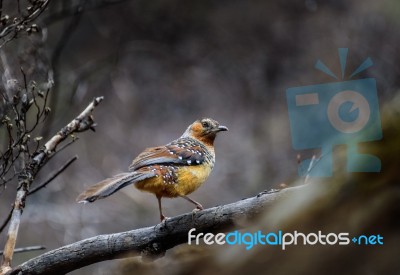 The Bird Perched On The Branch Stock Photo